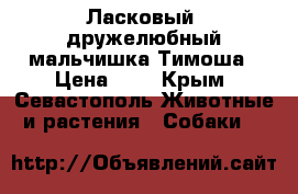 Ласковый, дружелюбный мальчишка Тимоша › Цена ­ 1 - Крым, Севастополь Животные и растения » Собаки   